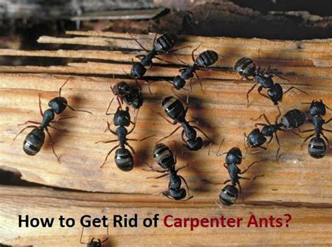 How To Get Rid Of Carpenter Ants