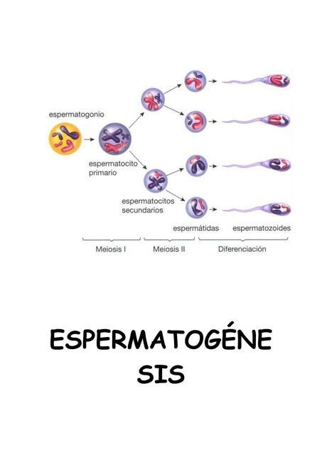 Espermatogénesis Micaela Kuper uDocz