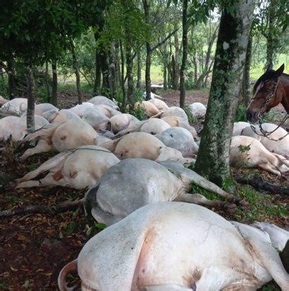 Raio Mata Cabe As De Gado Em Propriedade Rural Radio Blog Dv