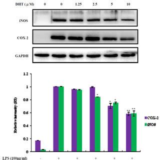 Effects Of Dht On Activation Of Mapk Pathway In Lps Stimulated Raw