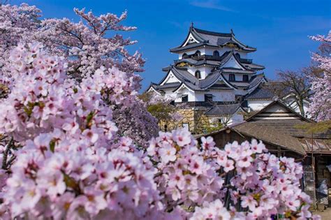 彦根城の桜が美しい国宝天守閣と花を楽しむ超おすすめスポット 滋賀県 トラベルjp 旅行ガイド