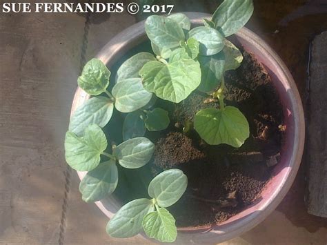 Bottle Gourd Plant