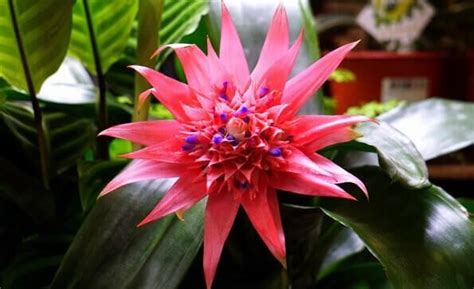 20 Unique Cool And Unusual Houseplants You Need To Grow EatHappyProject