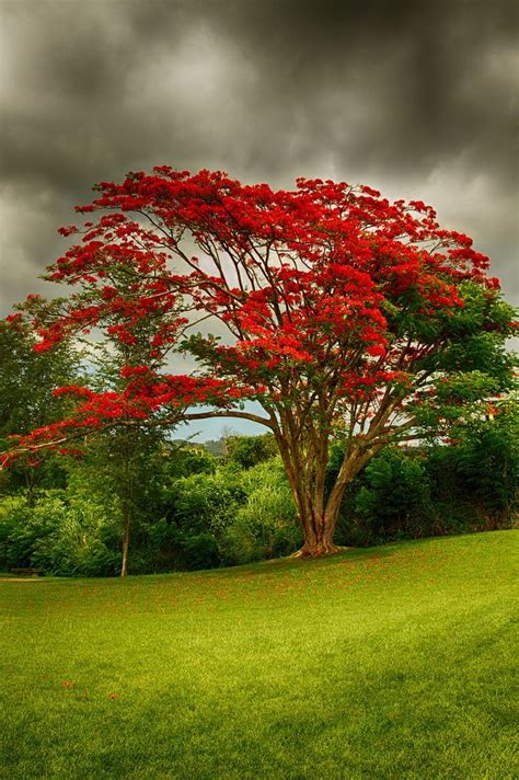 Flamboyan Tree, Puerto Rico photo via star - The Voyaging!