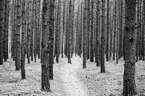 Fotos gratis árbol bosque rama nieve invierno en blanco y negro