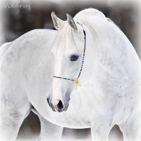 White arabian 2 by Vikarus on DeviantArt | Horses, Pretty horses ...