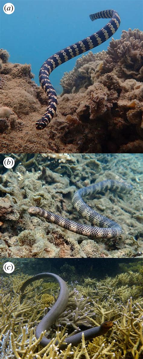 Sexual Dimorphism In Aipysurine Sea Snakes Elapidae Hydrophiinae