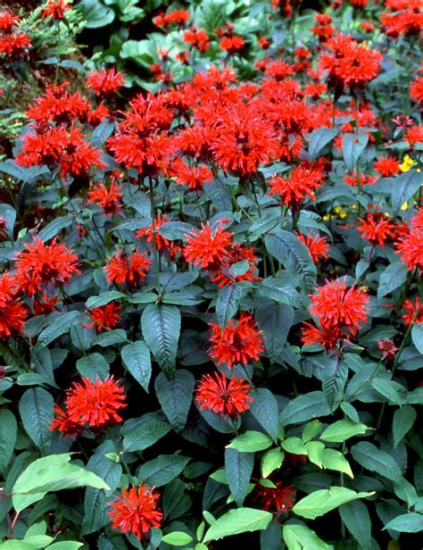 Punav Riminttu Monarda Didyma Cambridge Scarlet Puutarhakeskus