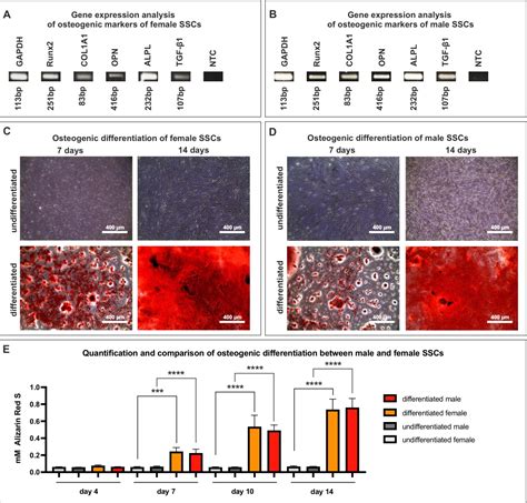 Pdf Analyzing Sex Specific Dimorphism In Human Skeletal Stem Cells