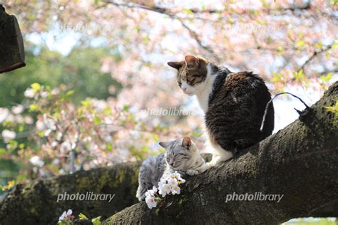 猫と桜 写真素材 2529693 フォトライブラリー Photolibrary