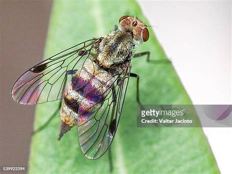Snipe Fly Photos And Premium High Res Pictures Getty Images