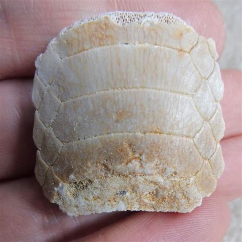 Fossils For Sale In The Uk Ray Mouth Part Morocco Eocene Megalodon