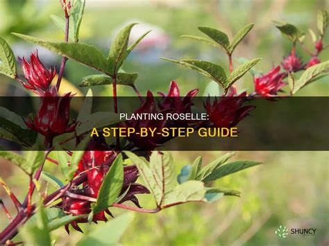 Planting Roselle A Step By Step Guide Shuncy