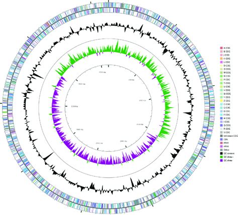 Graphical Circular Map Of The Chromosome Of Escherichia Coli K