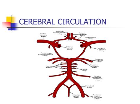 PPT CEREBRAL CIRCULATION AND CEREBROSPINAL FLUID CSF PowerPoint