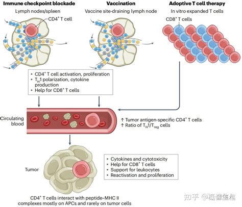 一直被低估的cd4 T细胞抗肿瘤作用 知乎