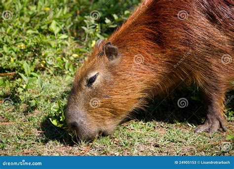 Capybara Eating Grass Stock Photo | CartoonDealer.com #91012074