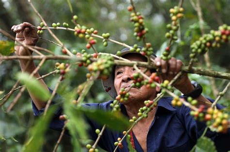 Corta De Café 2022 2023 En El Salvador Llegó A 600000 Quintales En