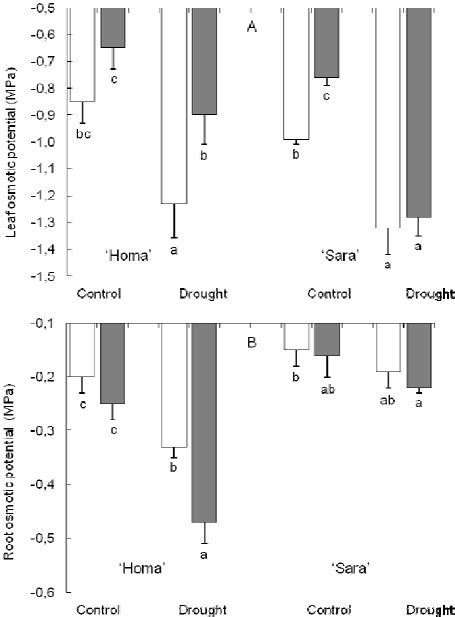 Leaf A And Root B Osmotic Potentials Mpa In Two Wheat Genotypes