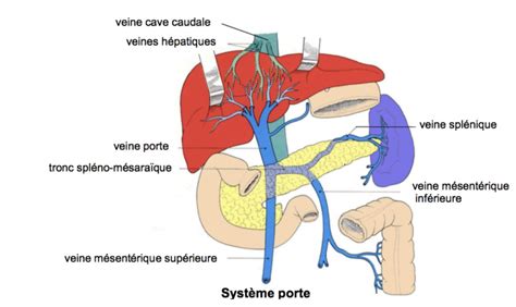 M So Ue Anatomie Tutorat Associatif Toulousain