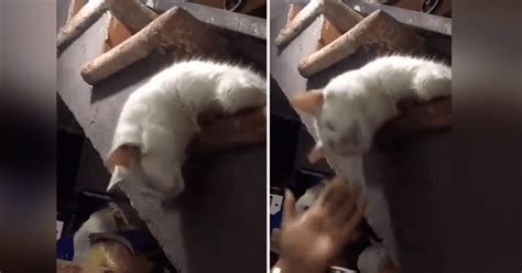 Facebook viral gato finge su muerte ante su dueña y esta hace lo