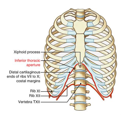 Component Parts Thoracic Wall Earth S Lab