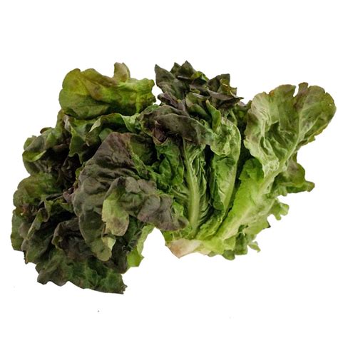 Red Leaf Lettuce | Food Service International