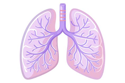 Ilustración De Humano Pulmones Ilustración Para Neumología Livianos Enfermedad Concepto