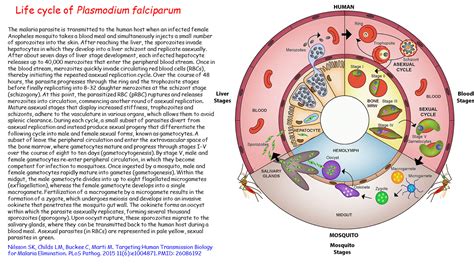 Life Cycle Of Plasmodium Falciparum