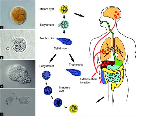 E Histolytica Ciclo De Vida Fdplearn