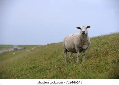 Schafe Beim Grasen Auf Dem Deich Stock Photo Shutterstock