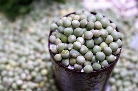 Kacang Polong Hijau Bio Foto Gratis Di Pixabay Pixabay