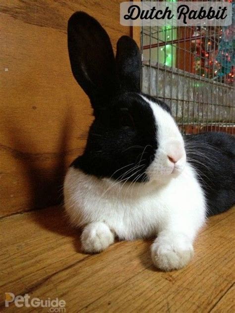 A Dutch Rabbit’s Flyback Fur Is Short Glossy And Easy To Maintain Meat Rabbits Raising