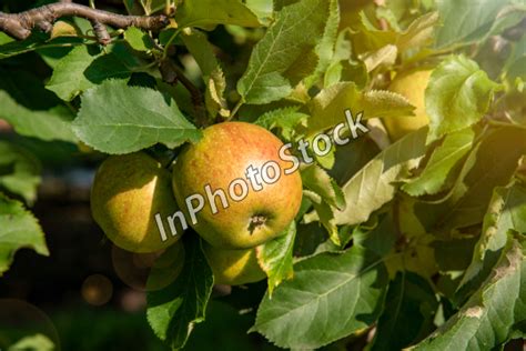 Inphotostock Photo Of Good Looking Apples In The Orchard Fruit Trees