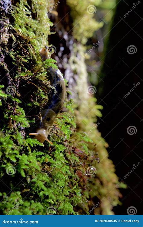 Banana Slug Crawls On Moss Covered Tree Trunk In Rain Forest Of