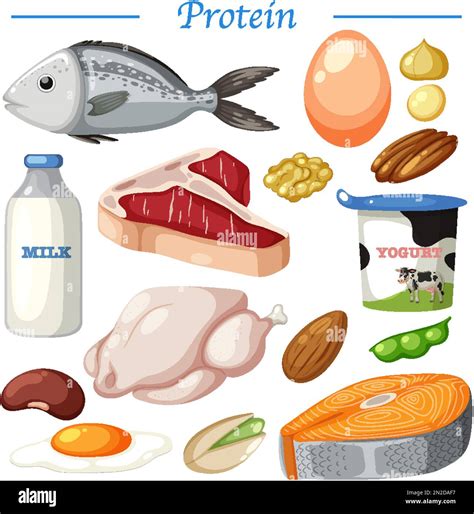 Variety Of Protein Foods Vector Illustration Stock Vector Image Art