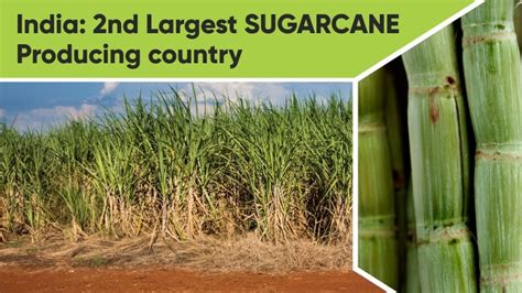 India The Second Largest Sugarcane Producing Country Khetigaadi Blog