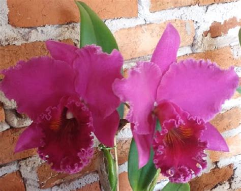 Blc Chia Lin X Cattleya Percivaliana