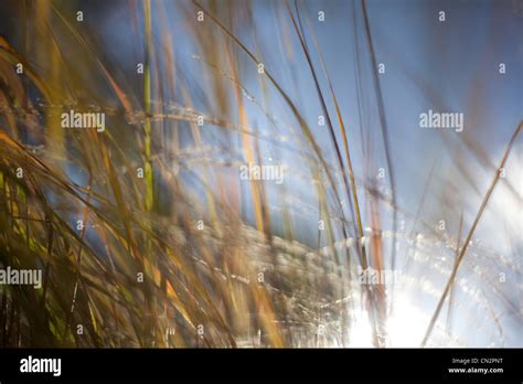 Grass Hi Res Stock Photography And Images Alamy