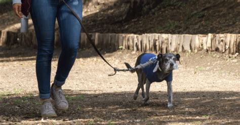 CDMX regula a paseadores de perros bienestar animal capacitación y