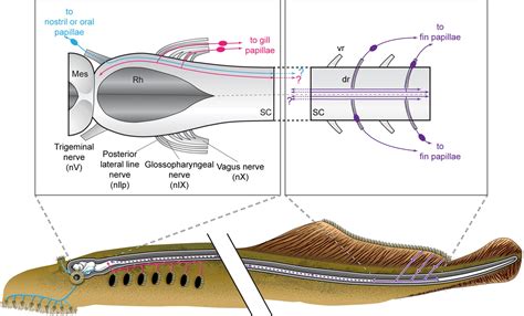 Nervous System And Excretory System Of Petromyzon IMALUOP