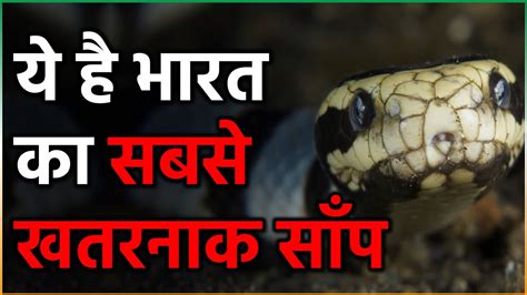 भारत का सबसे ज़हरीला Silent Killer Indian Krait Snake Most Danger