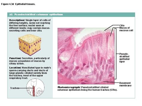 Simple Epithelium Dr Mukesh Singla Epithelial Tissue General