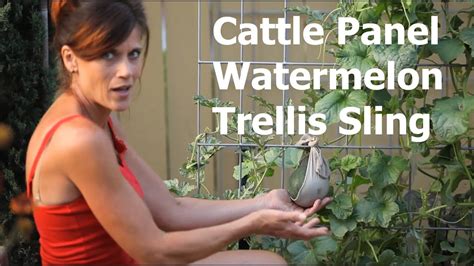 How to Make a Cattle Panel Watermelon Trellis Sling - YouTube