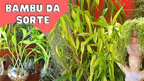 Como CULTIVAR e TRANÇAR o BAMBU da SORTE YouTube