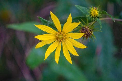 Woodland Sunflower Helianthus Divaricatus Stock Image Image Of