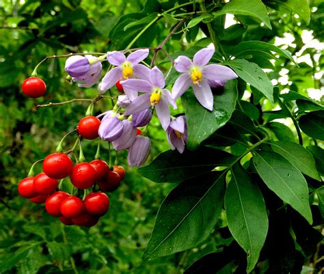 Solanum Seaforthianum Img Eat The Weeds And Other Things Too