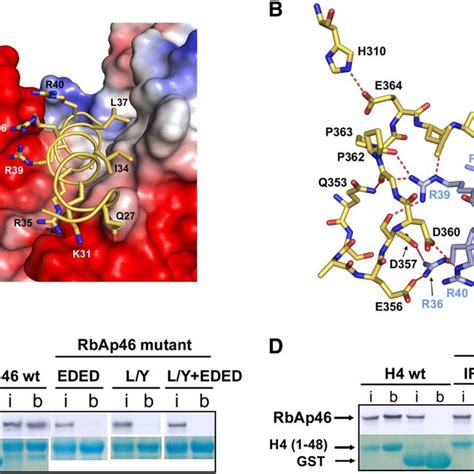 Structure Of The Rbap Histone H Complex A And B Two Different