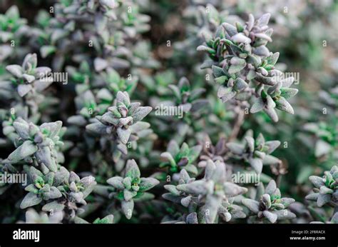 thyme plant growing   herb garden stock photo alamy