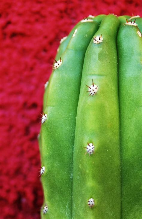 Free Images Cactus Fruit Texture Leaf Flower Food Green Symbol